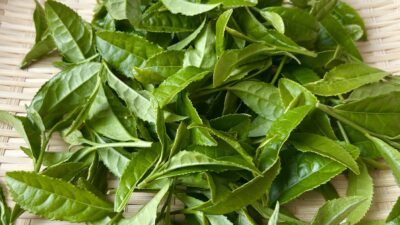 八十八夜のお茶が美味しいと言われる理由は？