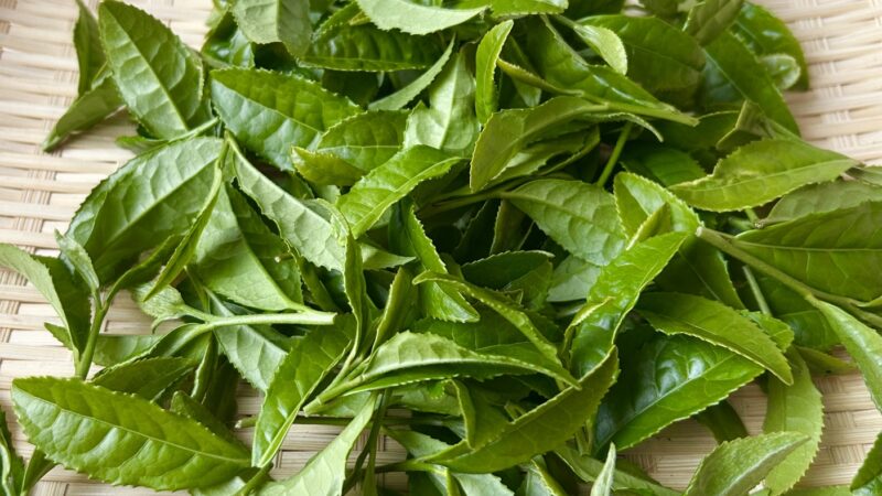 八十八夜のお茶が美味しいと言われる理由は？
