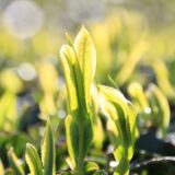 大走りってどういうお茶のこと？
