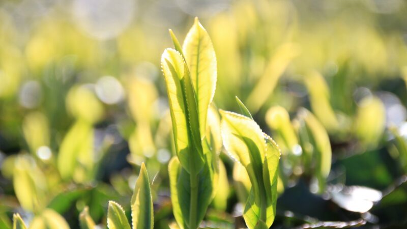 大走りってどういうお茶のこと？